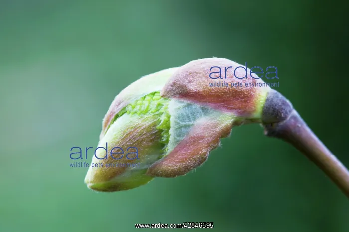 : Lime - Basswood bud : Lime - Basswood bud