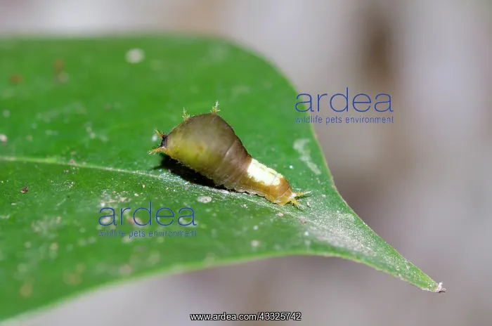  : Lime Butterflly Caterpillar on leaf - Klungkung