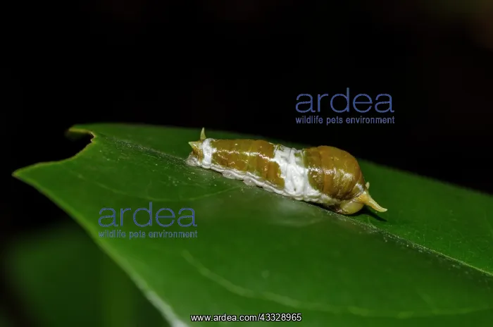 : Lime Butterflly Caterpillar on leaf -Tangkoko National : Lime Butterflly Caterpillar on leaf -Tangkoko National