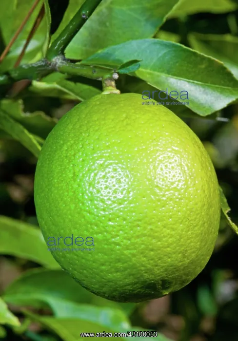 : Lime (Citrus Aurantifolia). Florida : Lime (Citrus Aurantifolia). Florida