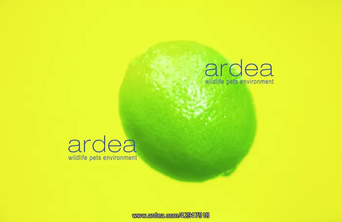 : Lime, Citrus aurantiifolia : Lime, Citrus aurantiifolia