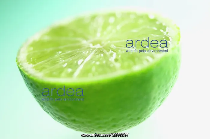 : Lime, Citrus aurantiifolia : Lime, Citrus aurantiifolia