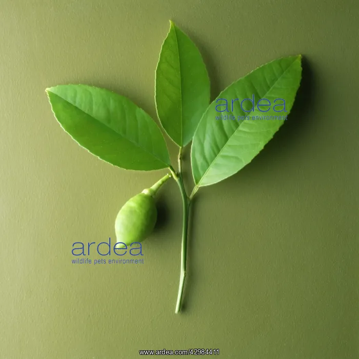 : Lime, Citrus aurantiifolia : Lime, Citrus aurantiifolia