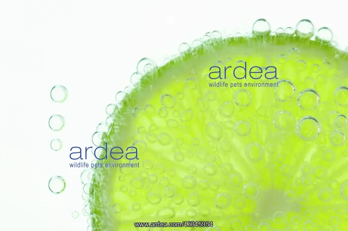 : Lime, Citrus aurantiifolia : Lime, Citrus aurantiifolia