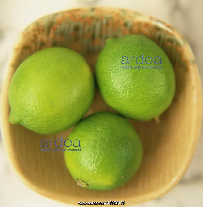 : Lime, Citrus aurantiifolia : Lime, Citrus aurantiifolia