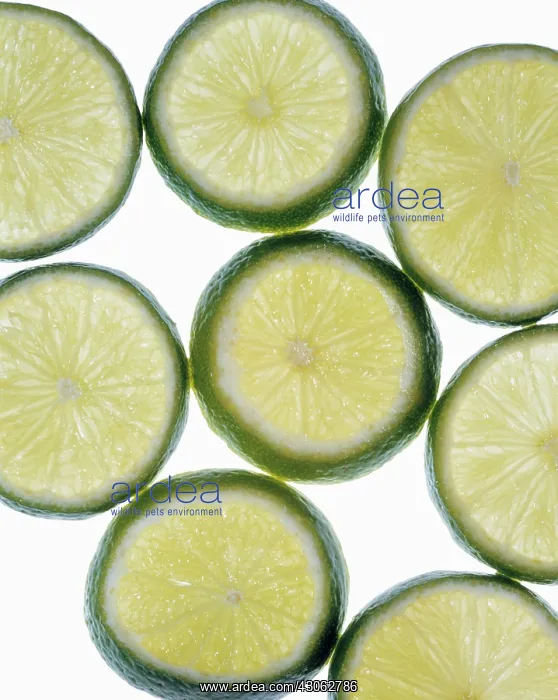 : Lime, Citrus aurantiifolia : Lime, Citrus aurantiifolia