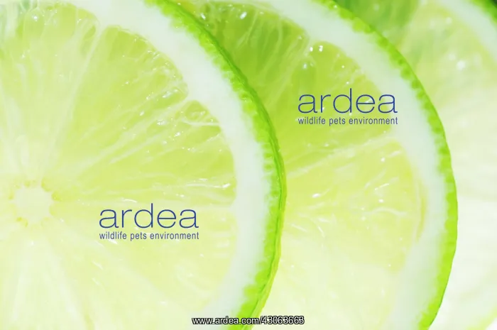 : Lime, Citrus aurantiifolia : Lime, Citrus aurantiifolia