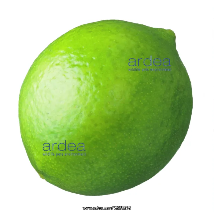: Lime, Citrus aurantiifolia : Lime, Citrus aurantiifolia