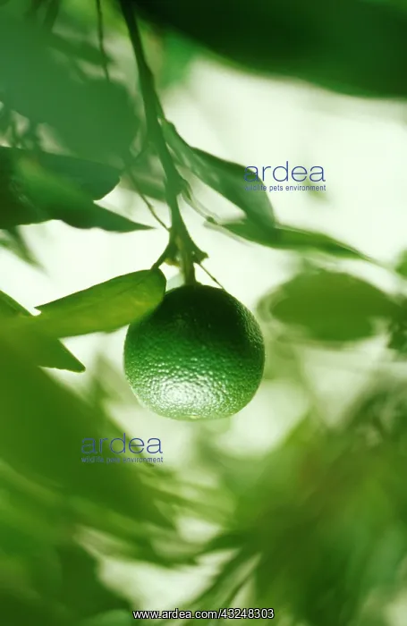 : Lime, Citrus aurantiifolia : Lime, Citrus aurantiifolia