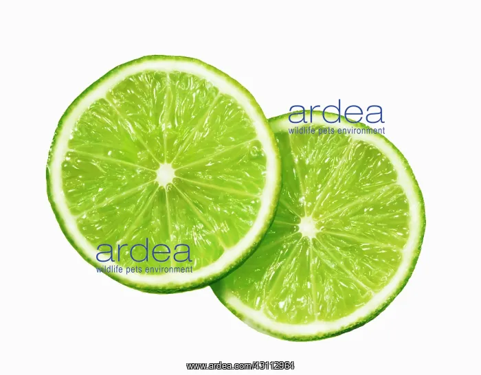  : Lime. Citrus aurantiifolia, Plan view of two slices