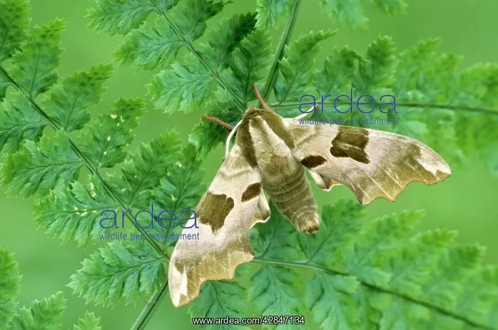  : Lime Hawk-moth