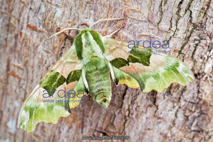 : Lime Hawk Moth : Lime Hawk Moth