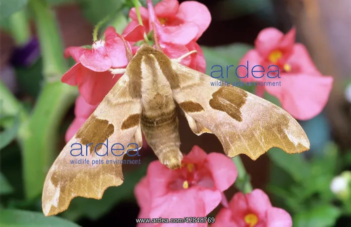 : Lime Hawk-Moth - on flower : Lime Hawk-Moth - on flower