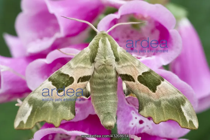 : Lime Hawk-moth on Foxglove - Norfolk UK : Lime Hawk-moth on Foxglove - Norfolk UK
