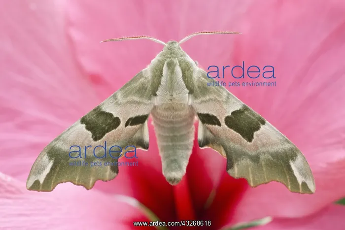 : Lime Hawk-moth on Hibiscus - Norfolk UK : Lime Hawk-moth on Hibiscus - Norfolk UK