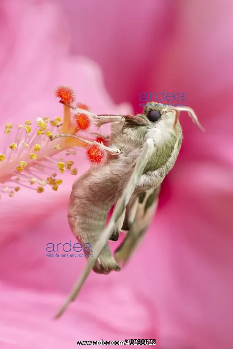  : Lime Hawk-moth on Hibiscus - Norfolk UK