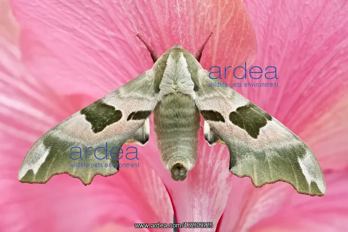 : Lime Hawk-moth on Hibiscus - Norfolk UK : Lime Hawk-moth on Hibiscus - Norfolk UK