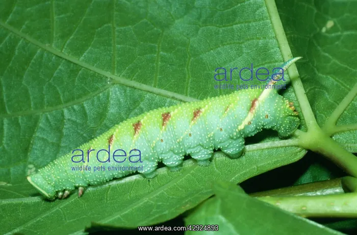 : Lime Hawk Moth - Larva : Lime Hawk Moth - Larva