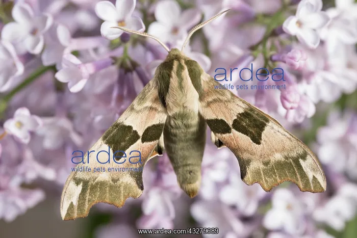 : Lime Hawk-moth on lilac blossom : Lime Hawk-moth on lilac blossom