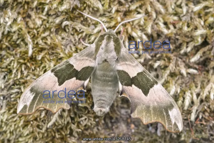 : Lime Hawk-moth resting on Moss : Lime Hawk-moth resting on Moss