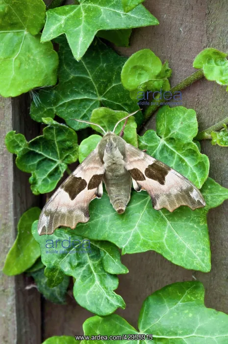 : Lime Hawkmoth - on ivy leaves : Lime Hawkmoth - on ivy leaves