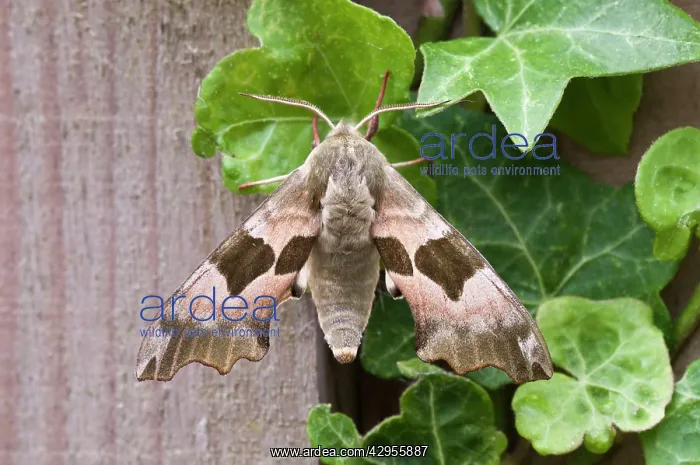 : Lime Hawkmoth - resting on ivy leaves : Lime Hawkmoth - resting on ivy leaves
