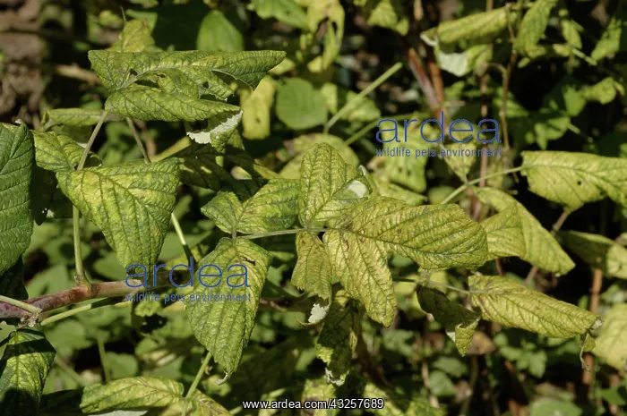 : Lime-induced chlorosis of raspberry : Lime-induced chlorosis of raspberry