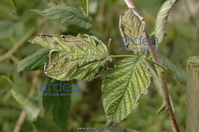 : Lime-induced chlorosis of raspberry : Lime-induced chlorosis of raspberry