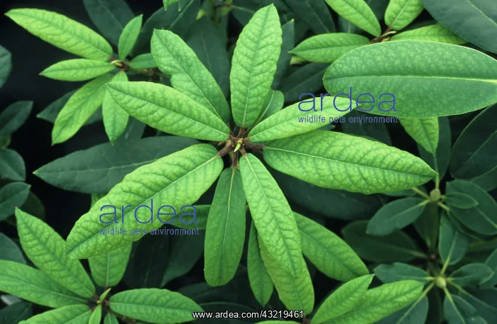 : Lime Induced Iron Deficiency : Lime Induced Iron Deficiency