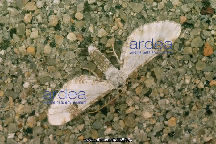 : Lime-speck pug MOTH : Lime-speck pug MOTH