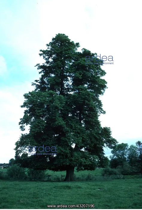 : LIME TREE : LIME TREE