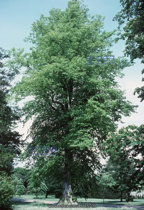 : LIME TREE : LIME TREE