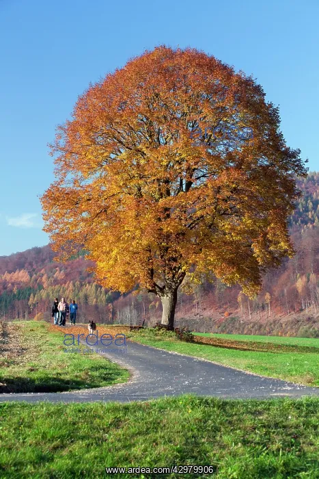 : Lime Tree - in autumn colour and family walking their dog : Lime Tree - in autumn colour and family walking their dog