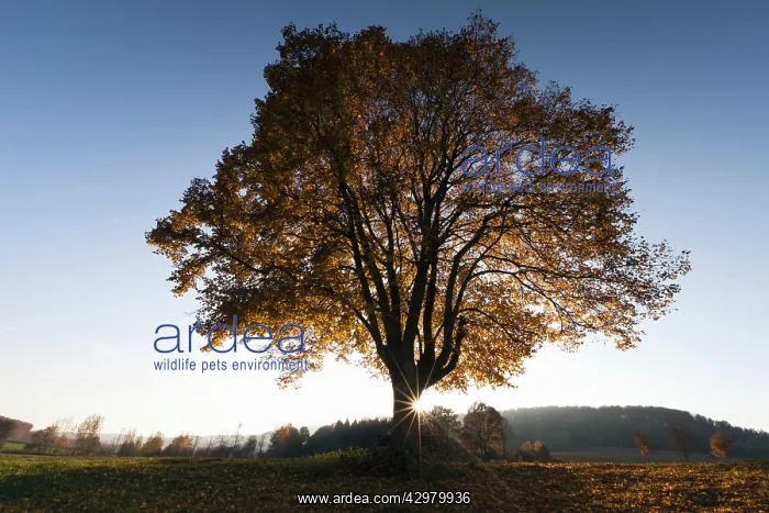 : Lime Tree - in autumn colour and setting sun : Lime Tree - in autumn colour and setting sun