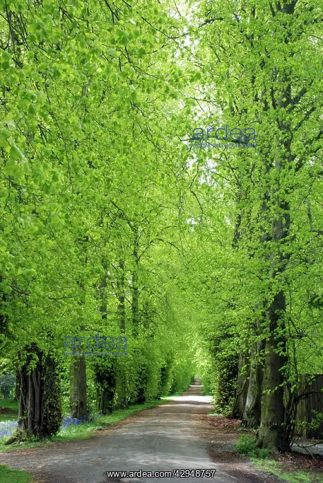 : Lime Tree avenue in Spring : Lime Tree avenue in Spring