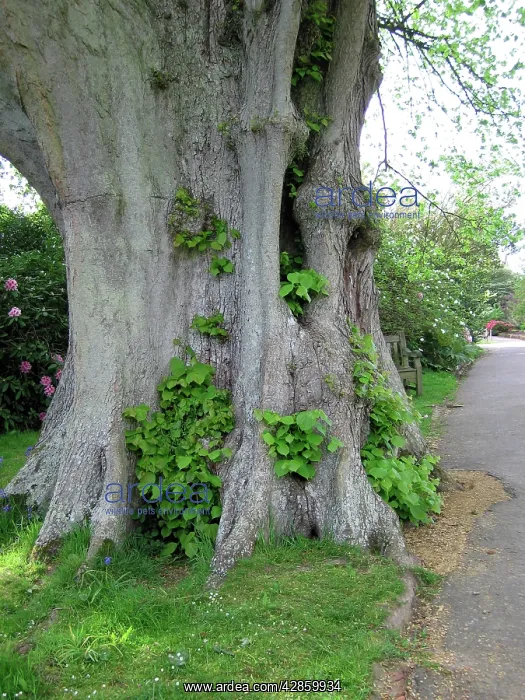 : Lime Tree base - Next to footpath : Lime Tree base - Next to footpath