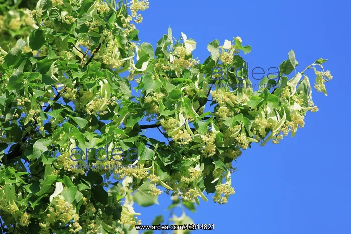 : Lime Tree Blossom - in June : Lime Tree Blossom - in June