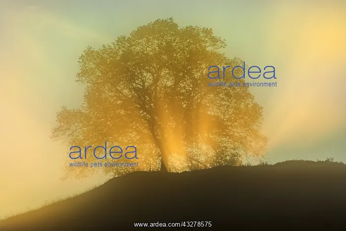 : Lime tree - first sunrays breaking through clouds : Lime tree - first sunrays breaking through clouds