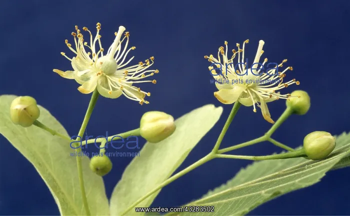 : Lime tree - flowers, close-up : Lime tree - flowers, close-up