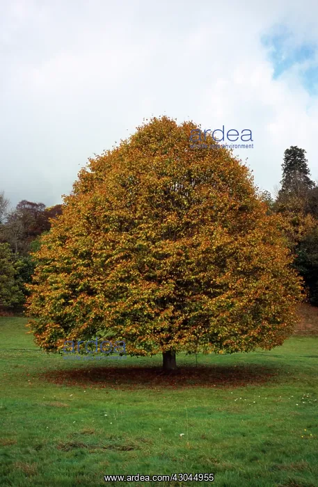  : Lime tree, Large-leaved lime