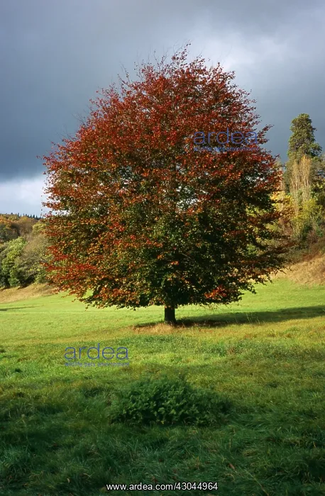 : Lime tree, Large-leaved lime : Lime tree, Large-leaved lime