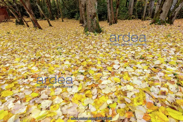 : Lime tree leaves on the ground, Valromey, Ain, France : Lime tree leaves on the ground, Valromey, Ain, France