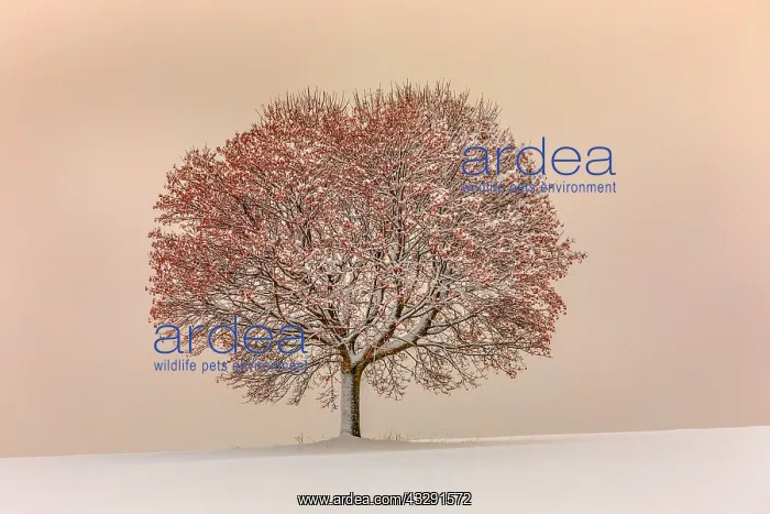 : lime tree - little snow-covered lime tree in winter in early : lime tree - little snow-covered lime tree in winter in early