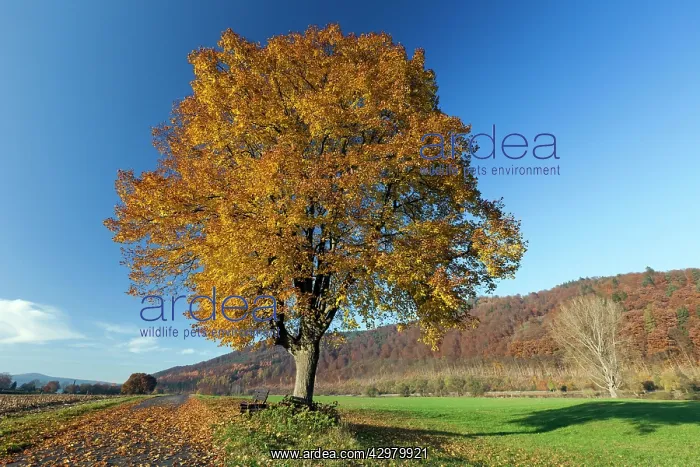 : Lime Tree - solitary tree standing on field in : Lime Tree - solitary tree standing on field in