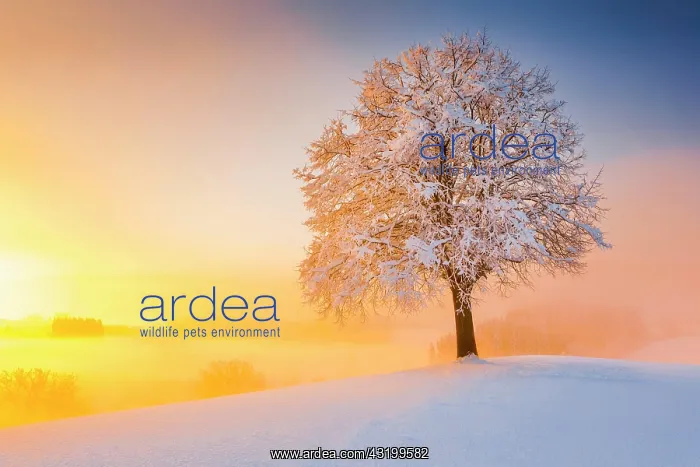 : Lime tree in winter, Switzerland, Europe : Lime tree in winter, Switzerland, Europe