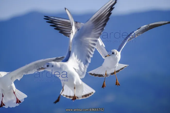 : Limenas, Thassos, Greece - Seagulls accompany the Thassos : Limenas, Thassos, Greece - Seagulls accompany the Thassos