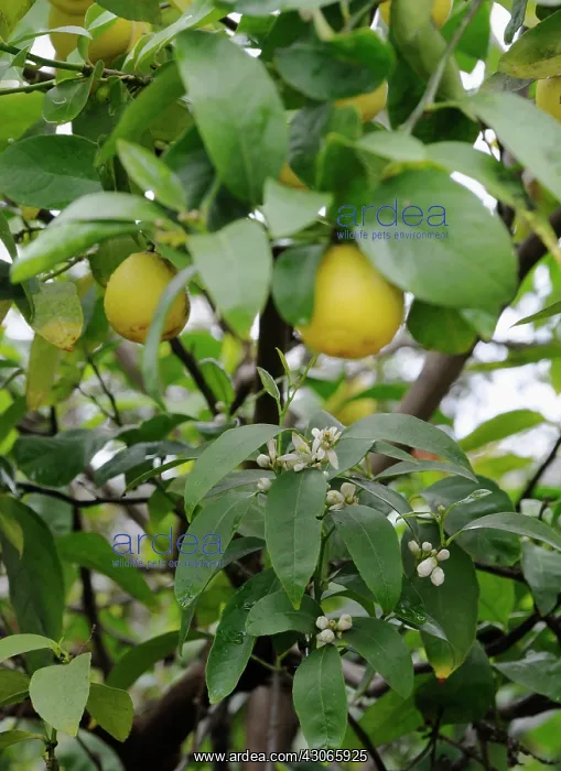 : Limequat, Citrofortunella floridana eustis : Limequat, Citrofortunella floridana eustis