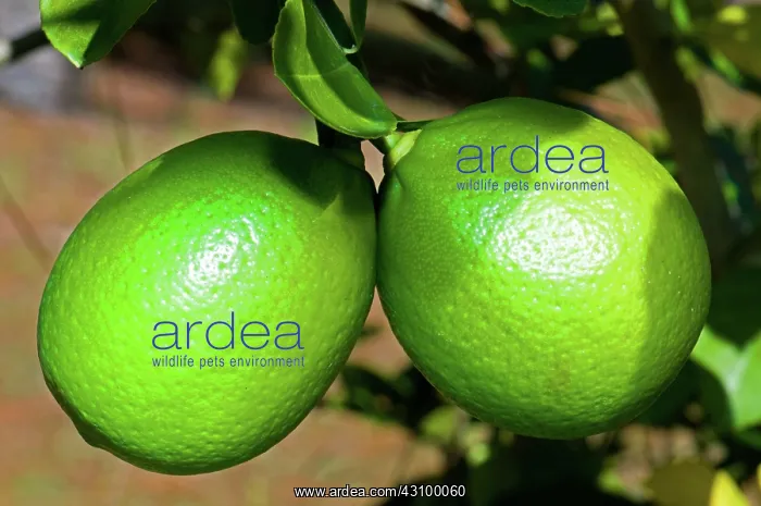 : Limes. (Citrus Aurantifolia). Florida : Limes. (Citrus Aurantifolia). Florida