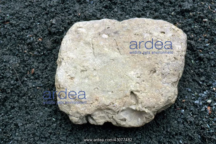 : Limestone with a mold of a brachiopod fossil : Limestone with a mold of a brachiopod fossil