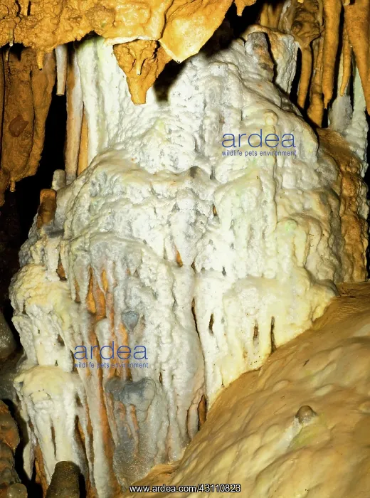 : Limestone Cascade Formation in Florida Caverns State Park : Limestone Cascade Formation in Florida Caverns State Park